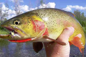 Fish The Fly | Guided Fishing Trips