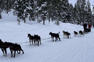 Jackson Hole Iditarod Sled Dog Tours