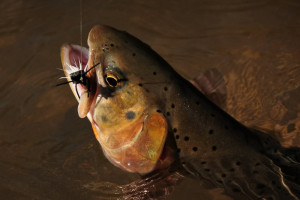 GYFO - All-Inclusive Fly Fishing Packages