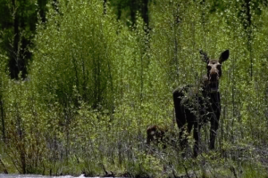 Jackson Hole Scenic Van & Wildlife Tours