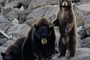 Jackson Hole Scenic Van & Wildlife Tours