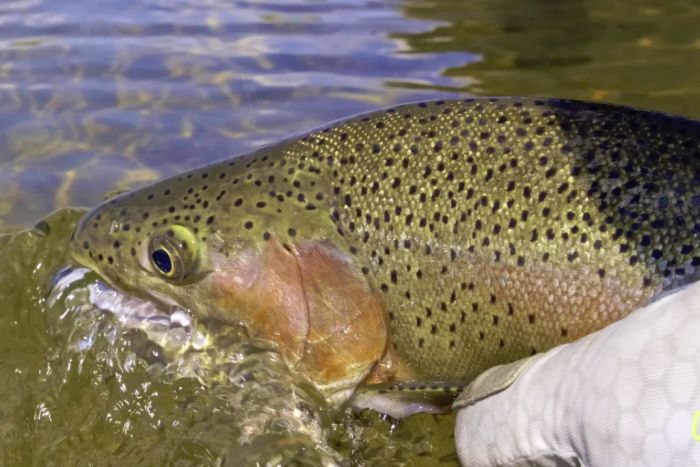 Grand Teton Fly Fishing — Jackson, WY