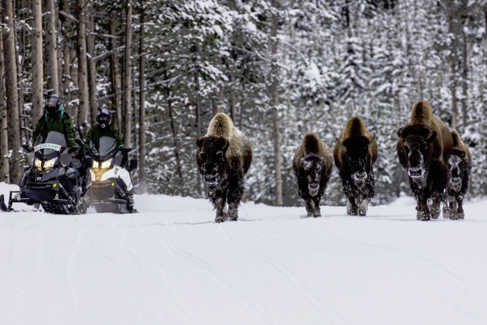 Greater Yellowstone Tours — Jackson, WY