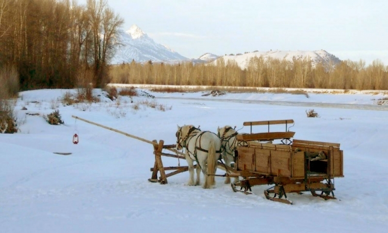 Sleigh Ride Winter Horse