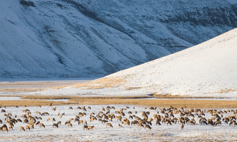 National Elk Refuge Jackson Wyoming