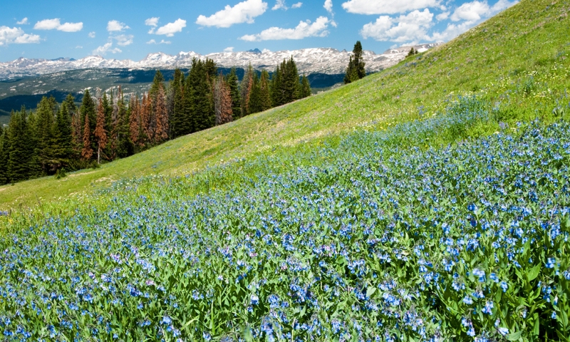 Beartooth Mountains Scenic Drive Wildflowers Hiking Shoshone National Forest