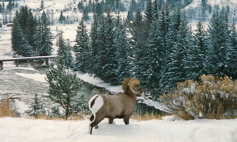 Big Horn Sheep overlooking Hoback River near Jackson Hole Wyoming