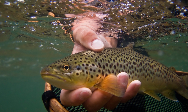 Fishing Fish Trout