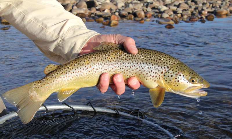 Green River Fly Fishing