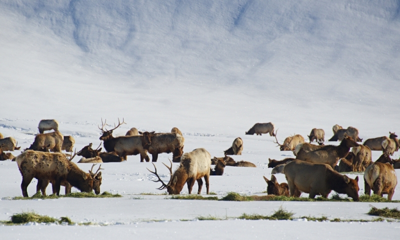 Afton Wyoming Elk Refuge