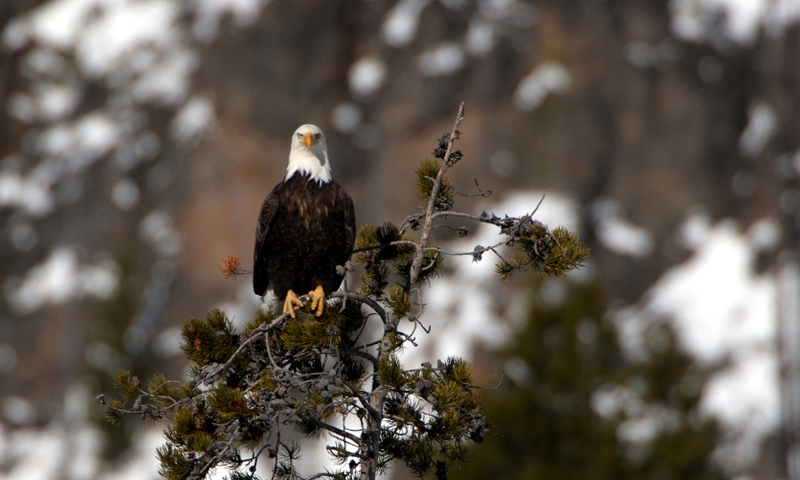 Eagle Bald Wildlife