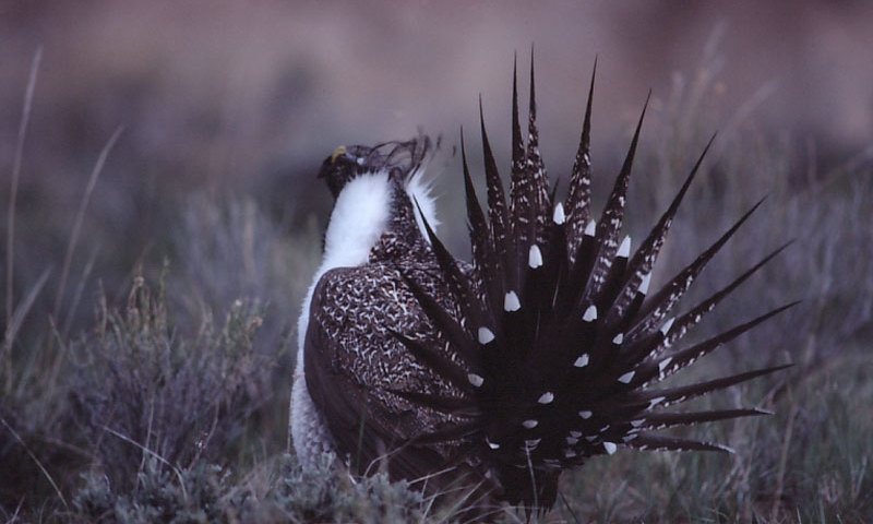 Sage Grouse Wildlife