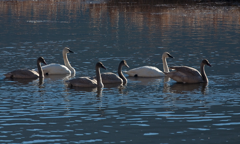 Swans Swan Nature Wildlife