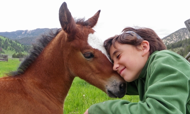 Horse Horseback Riding Kid Family Girl