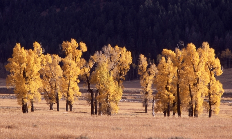 Lamar Valley Tower Roosevelt Yellowstone