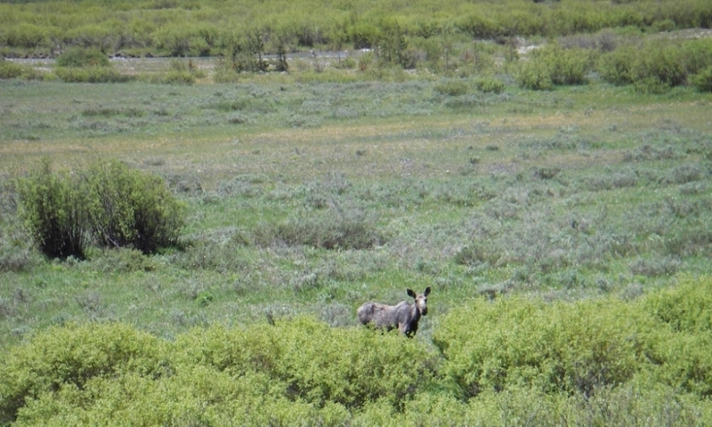 Star Valley Wyoming Greys River Moose Wildlife