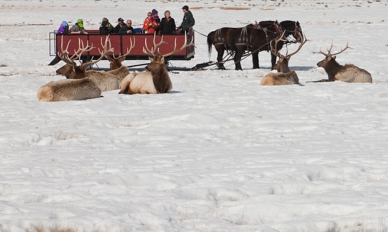 Sleigh Ride on the National Elk Refuge