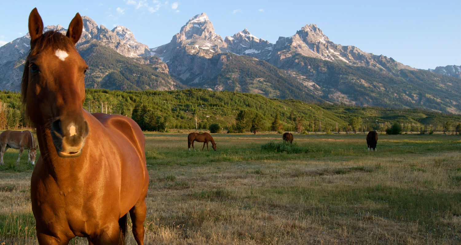Jackson Hole Wyoming Bus Schedule AllTrips